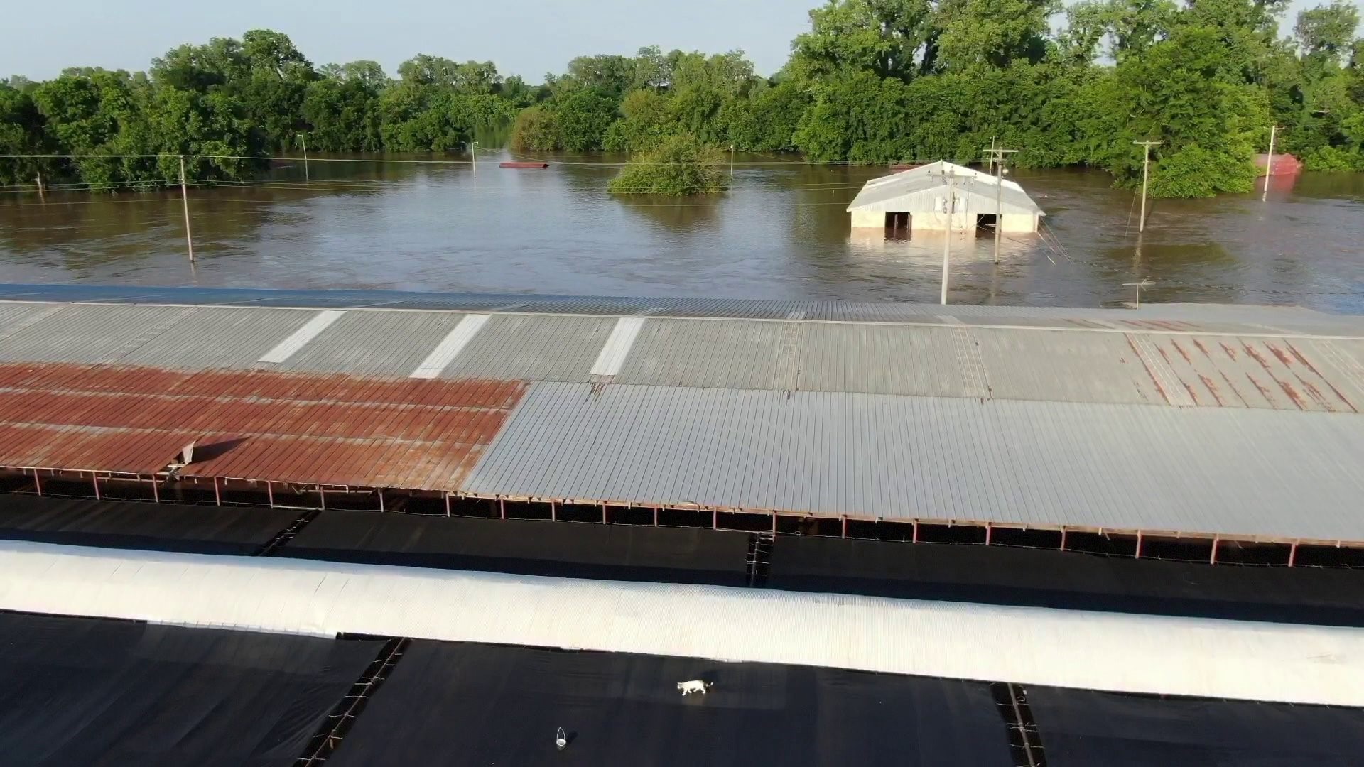 WATCH: SKY5 Helps Stranded Cat Over Arkansas River Flood