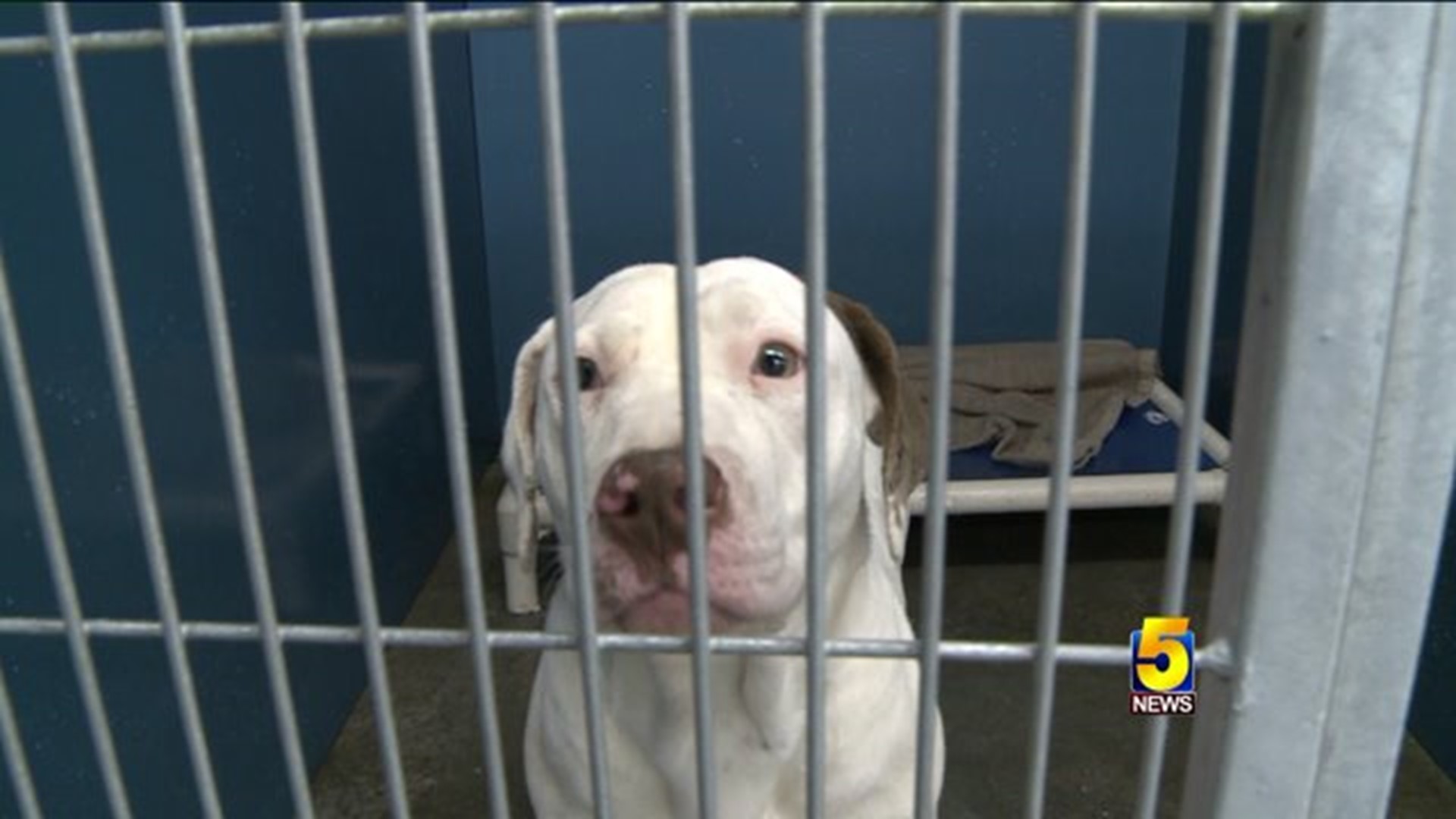 Over 20 Dogs Need Homes After House Is Condemned