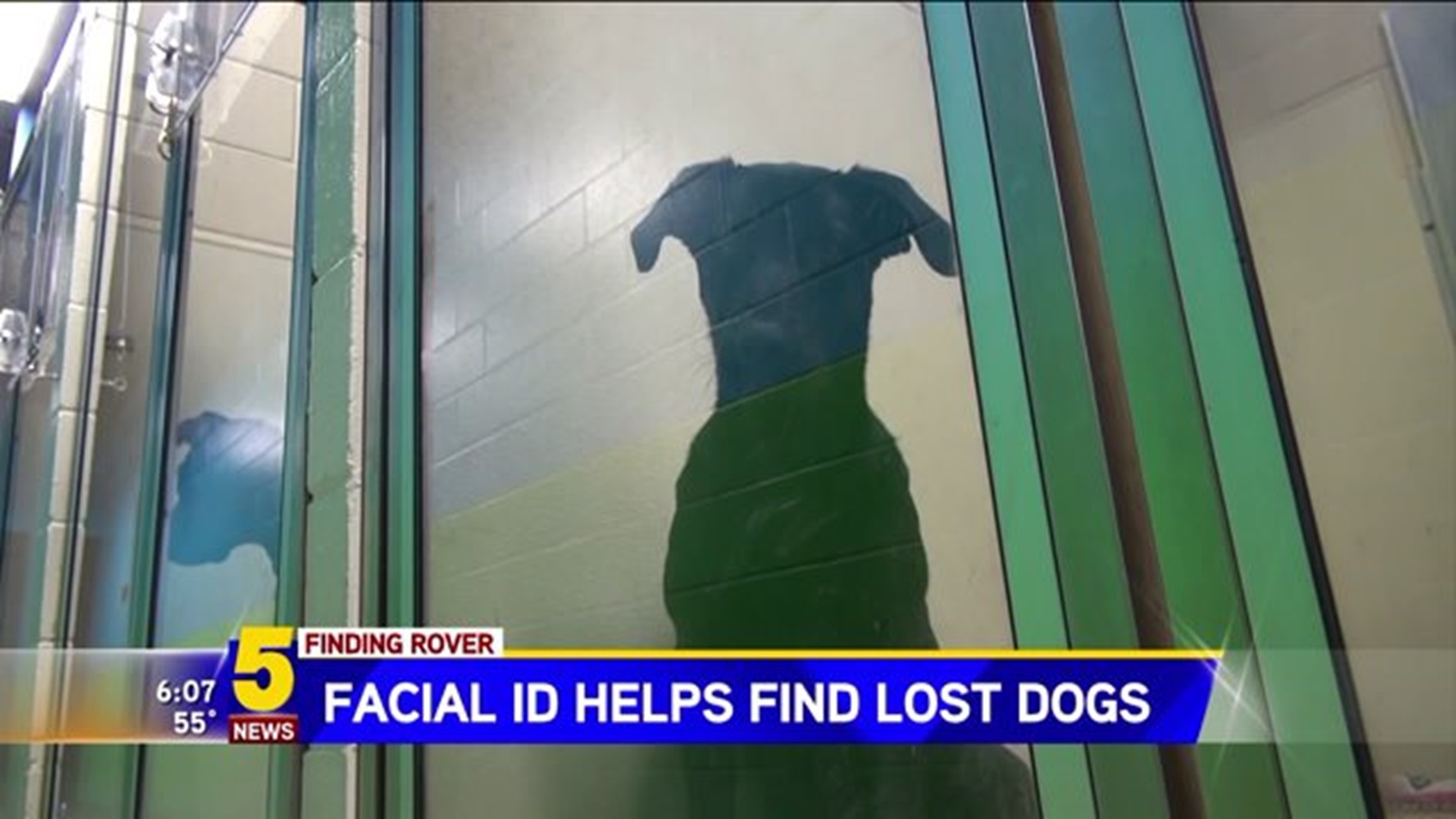 New App Helps Find Lost Dogs