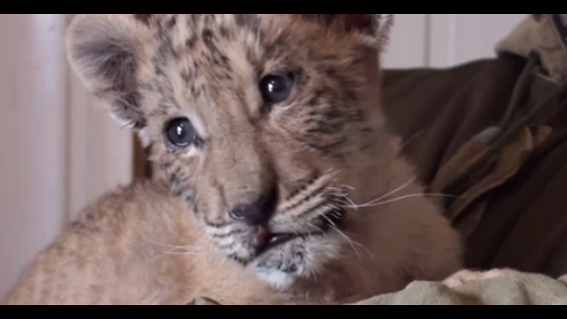 cute baby ligers