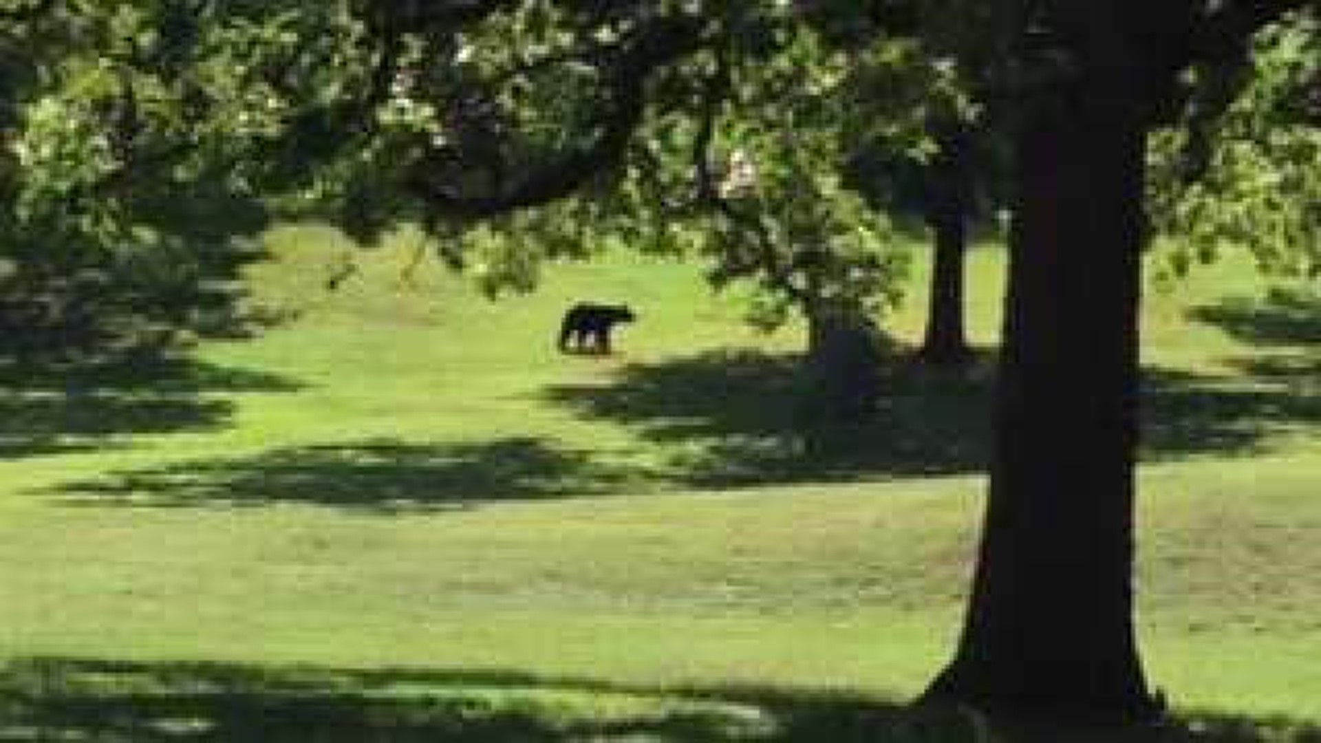 Black Bear still on the loose in Springdale