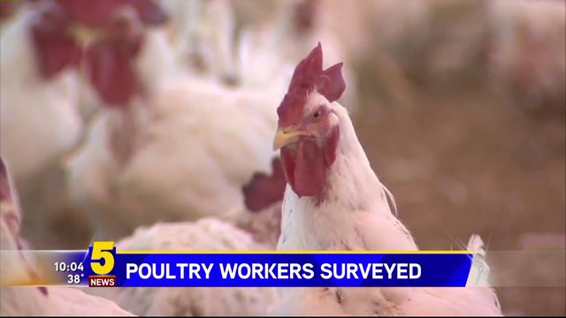 Poultry Working Conditions