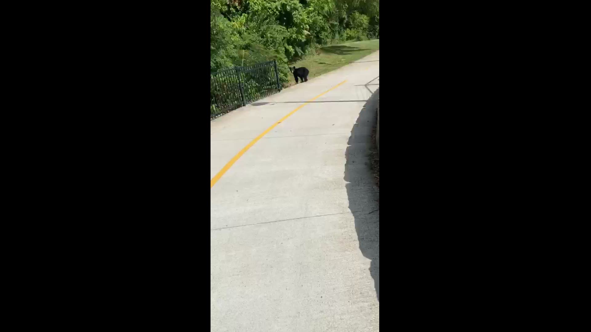 A baby black bear spotted on the Razorback Greenway trail around Walker Park and 15th St.