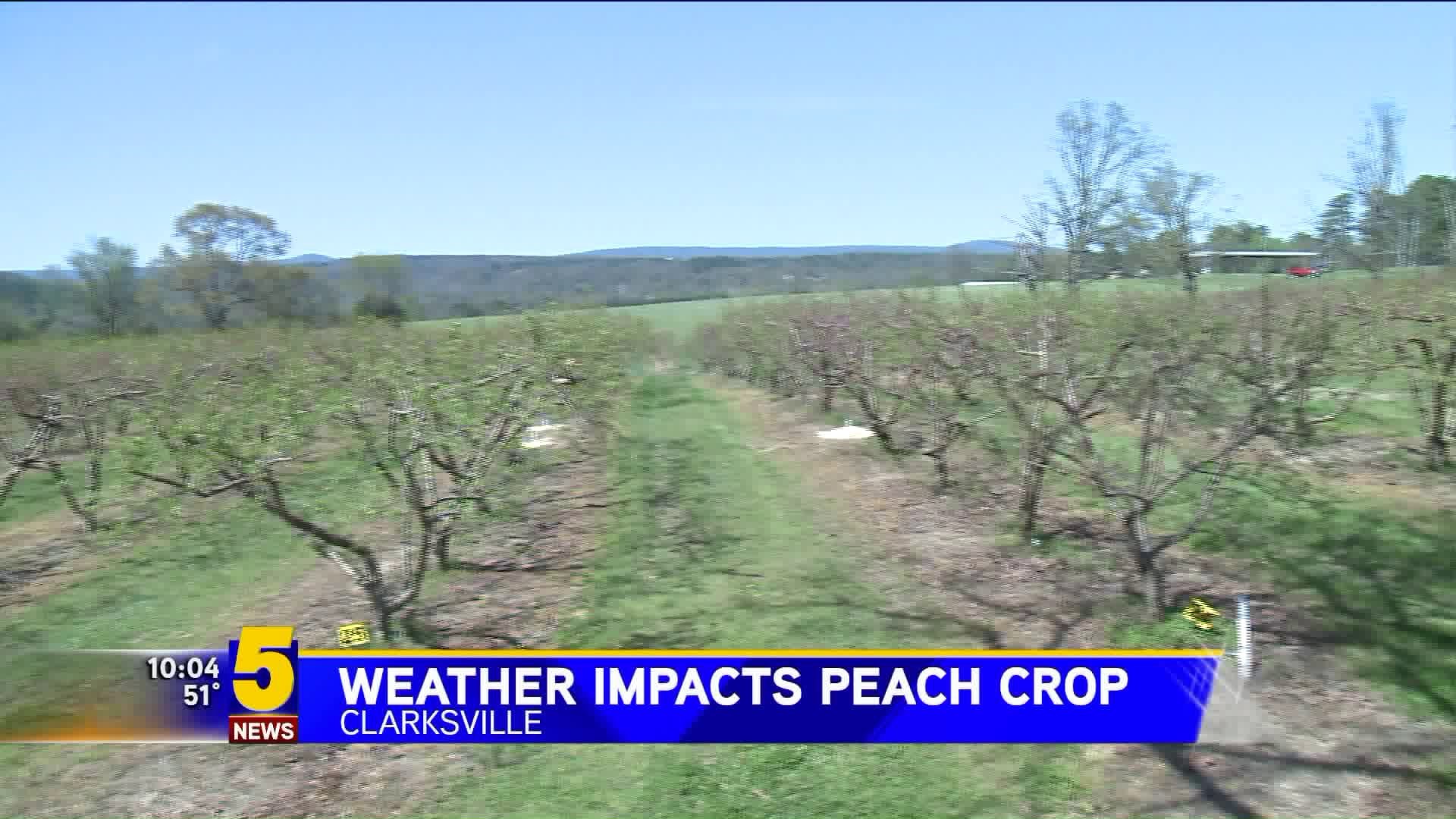 Weather Impacts Peach Crops