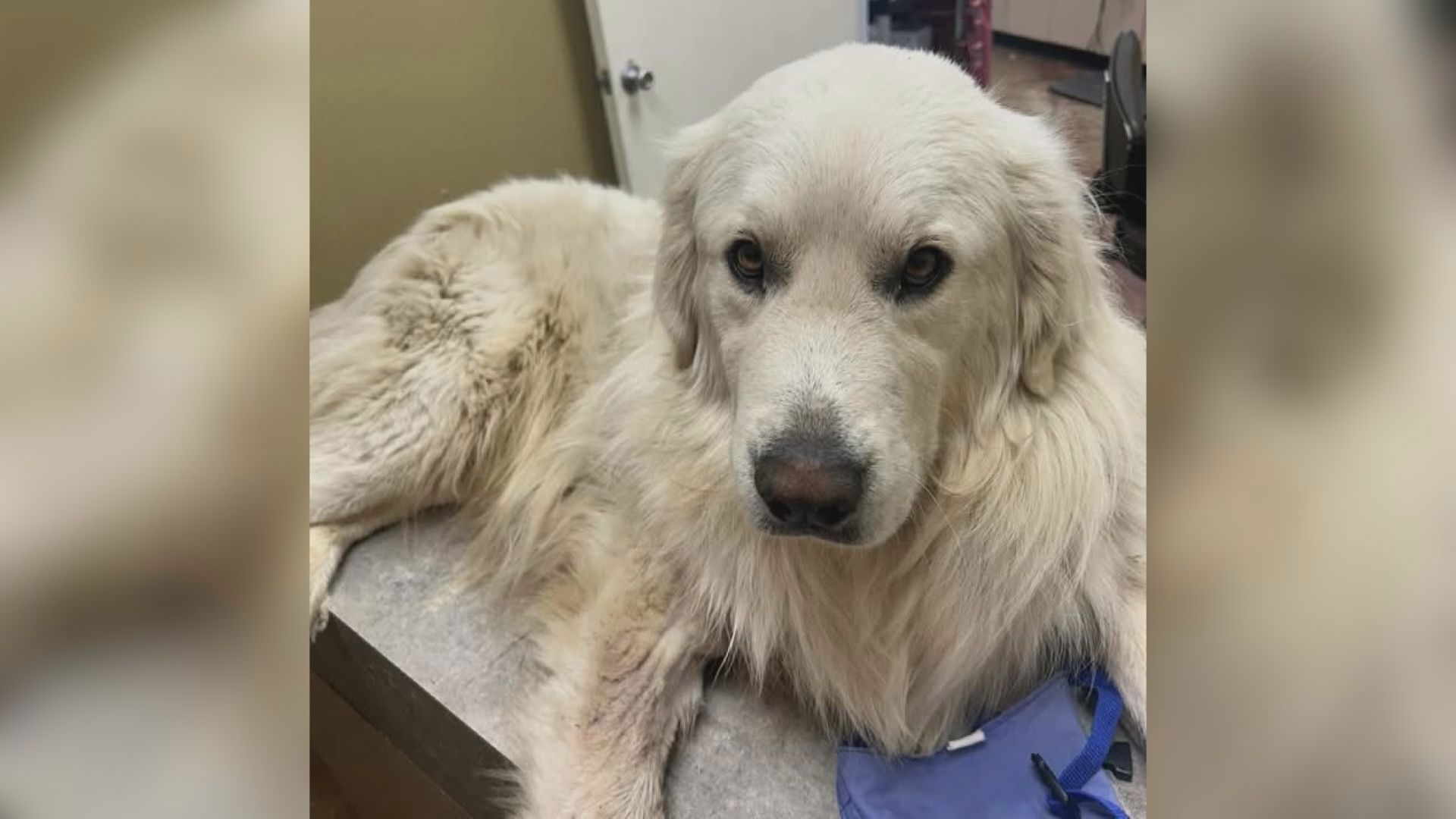 Dog rescued, recovering from gunshot wound thanks to local hero