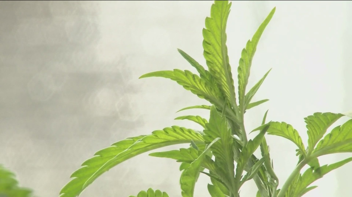 Arkansas groups react to medical marijuana amendment's dismissal