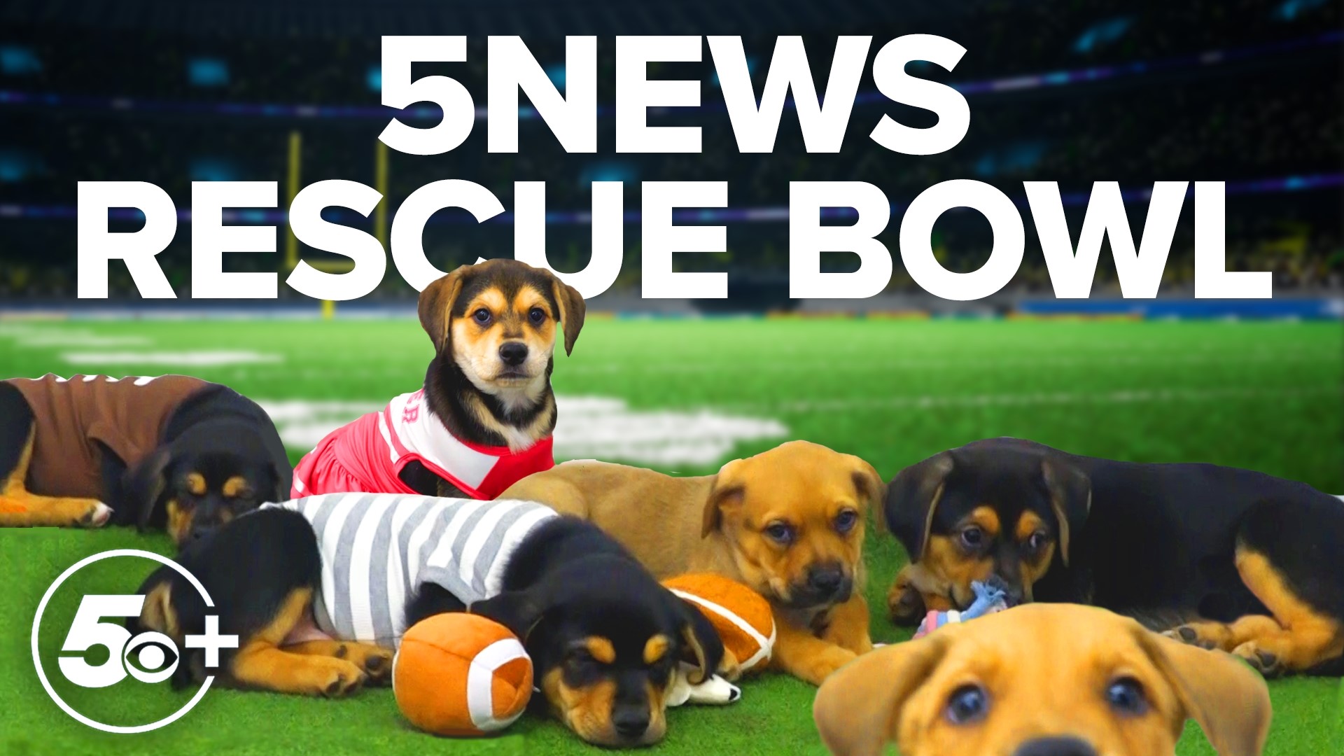 5NEWS is at the Best Friends Pet Resource Center in Bentonville for the sporting event of the year: the 5NEWS Rescue Bowl.