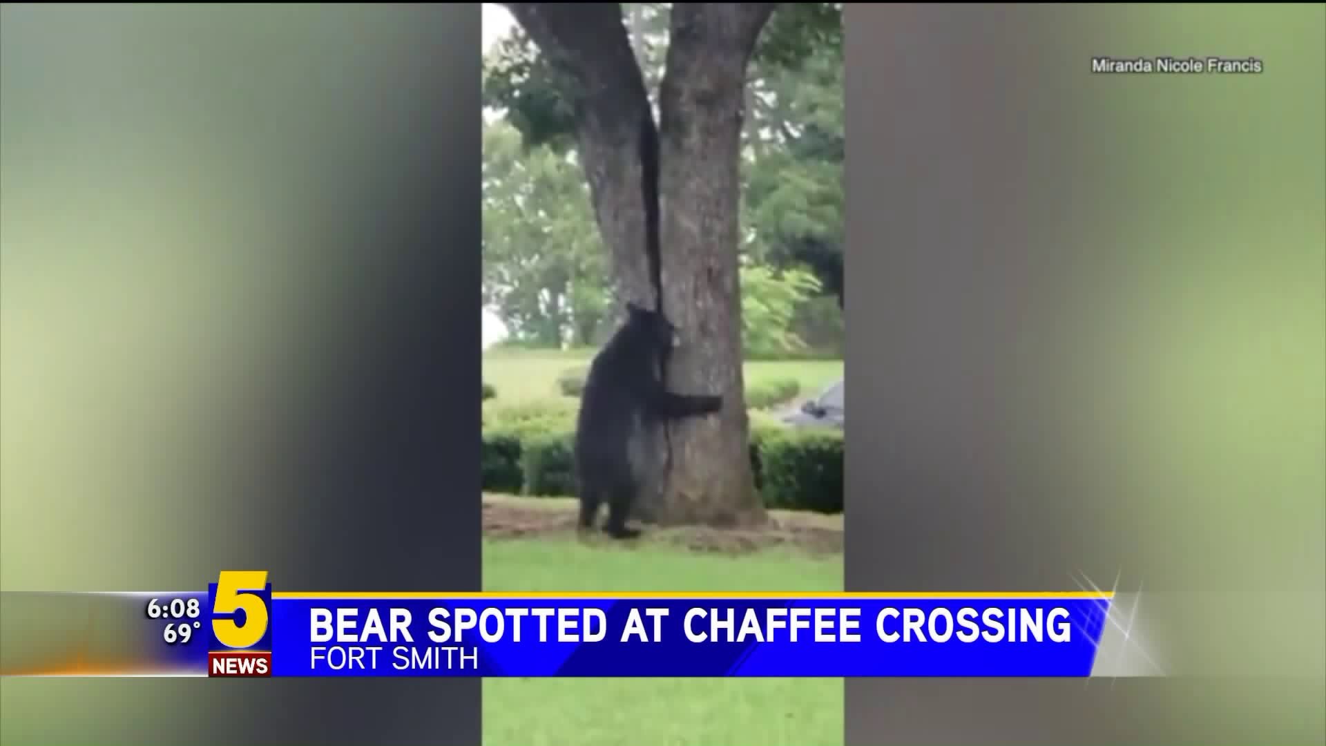 Bear Spotted at Chaffee Crossing