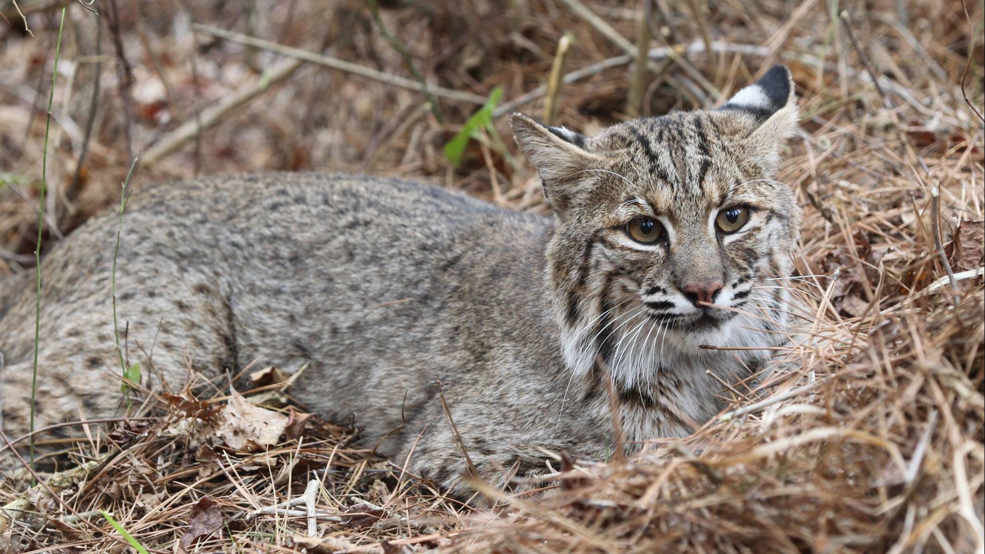 What to know about bobcats in Arkansas | 5newsonline.com