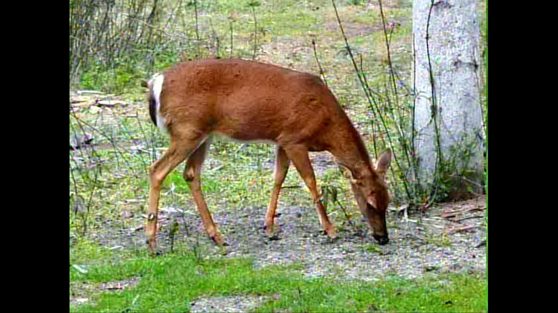 Chronic Wasting Disease Found In Madison And Pope County Deer