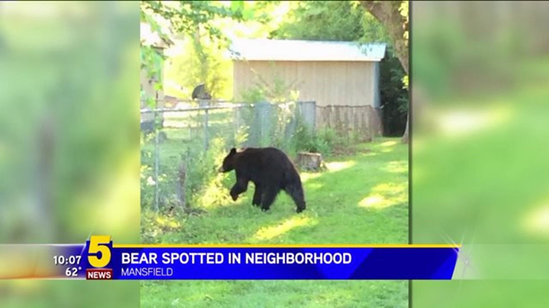 Bear Spotted In Neighborhood