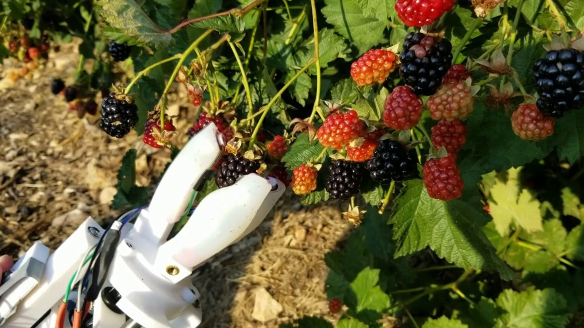 Food and engineering scientists at the University of Arkansas and Georgia Tech are working together to create a blackberry-picking robot.