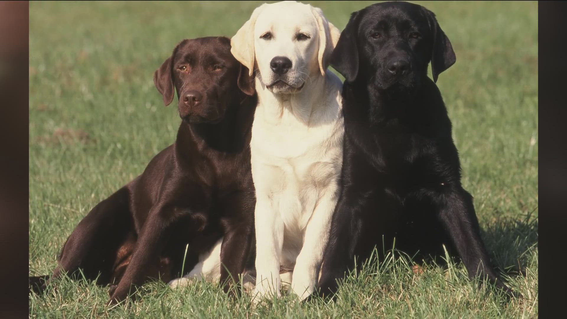 The 2025 Arkansas Legislative session is in the books, and a bill signed by Gov. Sanders has assigned the Labrador Retriever as the state's dog.