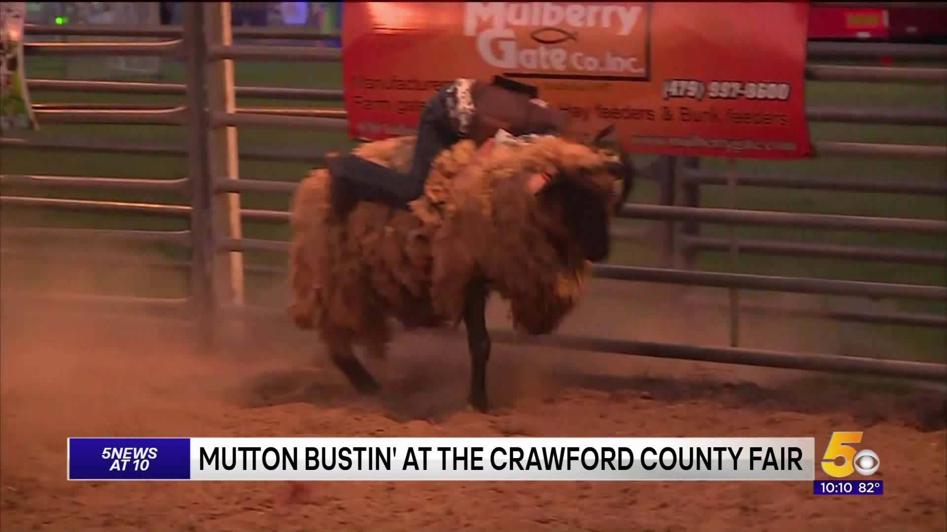 Mutton Bustin at Crawford County Fair