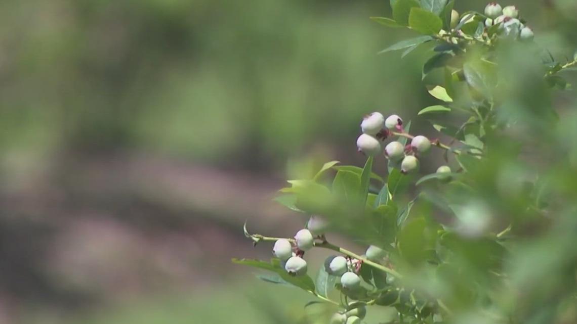 Arkansas drought and late freeze impacting crops as farmers work to protect harvests