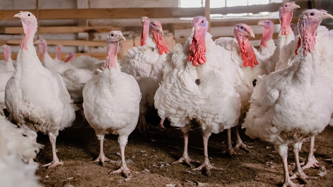 Arkansas poultry farmers asked to remain alert for signs of bird flu after first confirmed case
