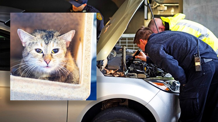 Cat stuck inside car engine rescued by firefighters in Bentonville