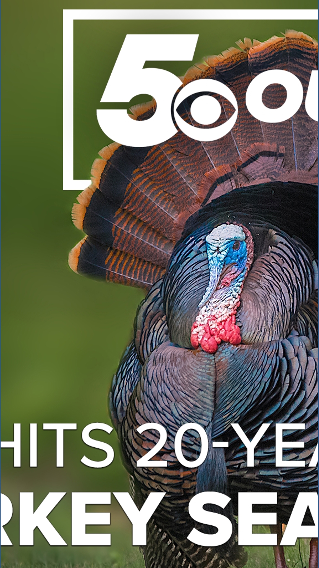 Arkansas turkey harvest hits 20-year high as AGFC points to weather, habitat work and season changes | 5OUTDOORS