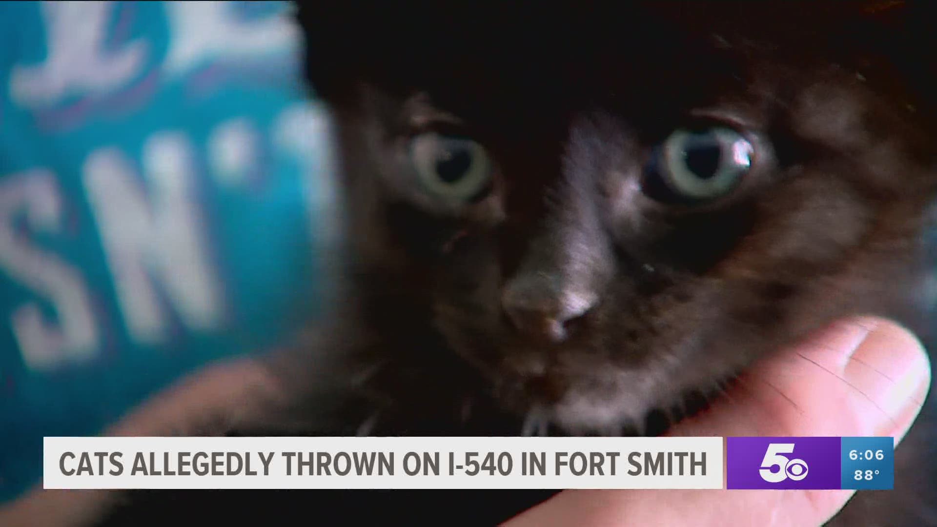 Animal advocates in Fort Smith say someone is throwing kittens to their death on the interstate. https://bit.ly/30YoD7a