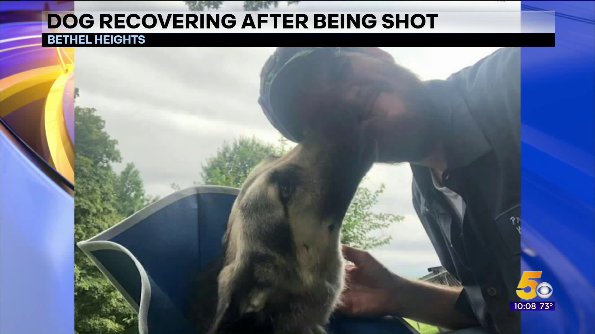 Dog Recovering After Being Shot