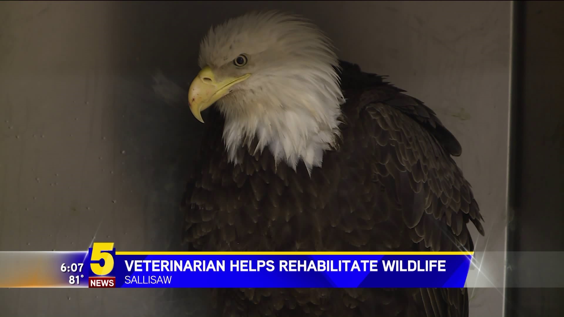 Veterinarian Helps Rehabilitate Wildlife