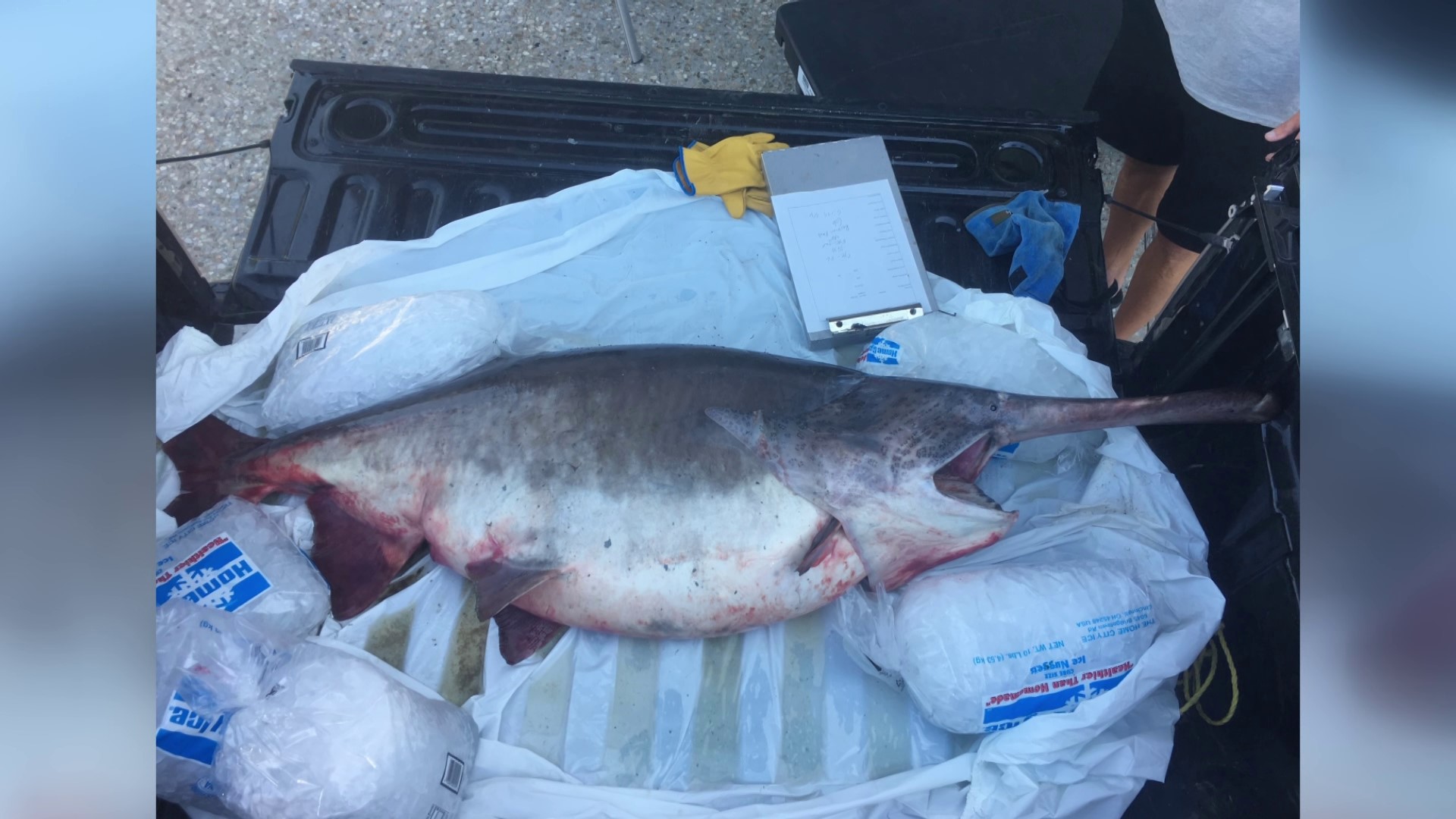 The fish was weighed in at around 165 pounds, and measured above 6 feet long.