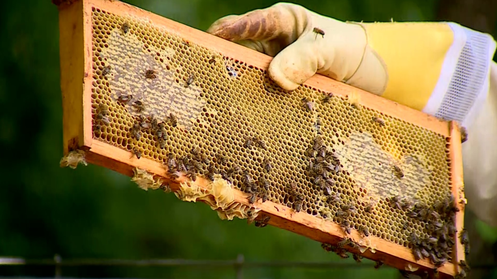 The Fayetteville Public Library and the Shiloh Museum manage beehives, educating the public about vital insects. A master beekeeper says they develop 80% of food.