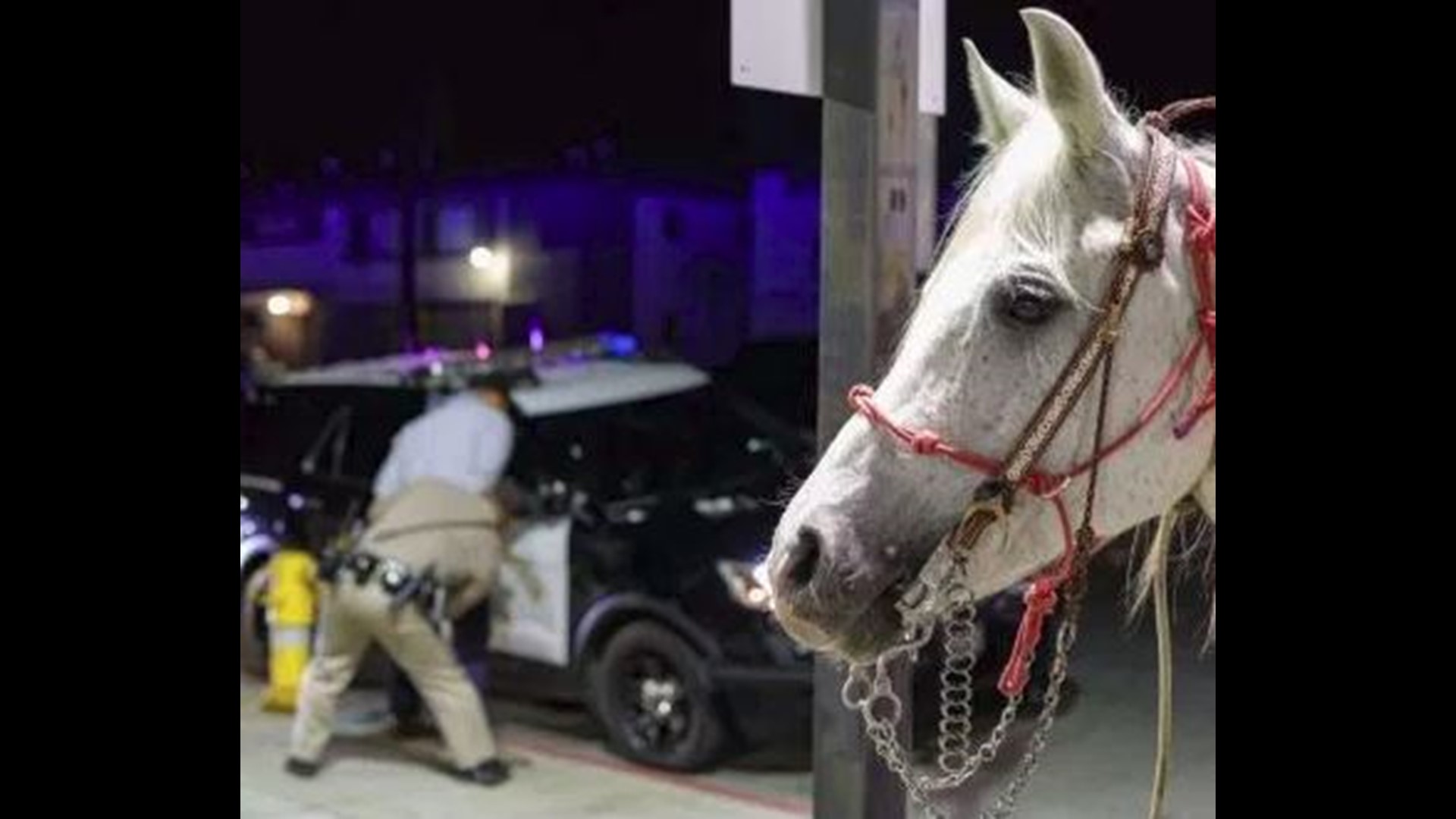 Man Accused Of Riding Horse On California Freeway Arrested For DUI ...