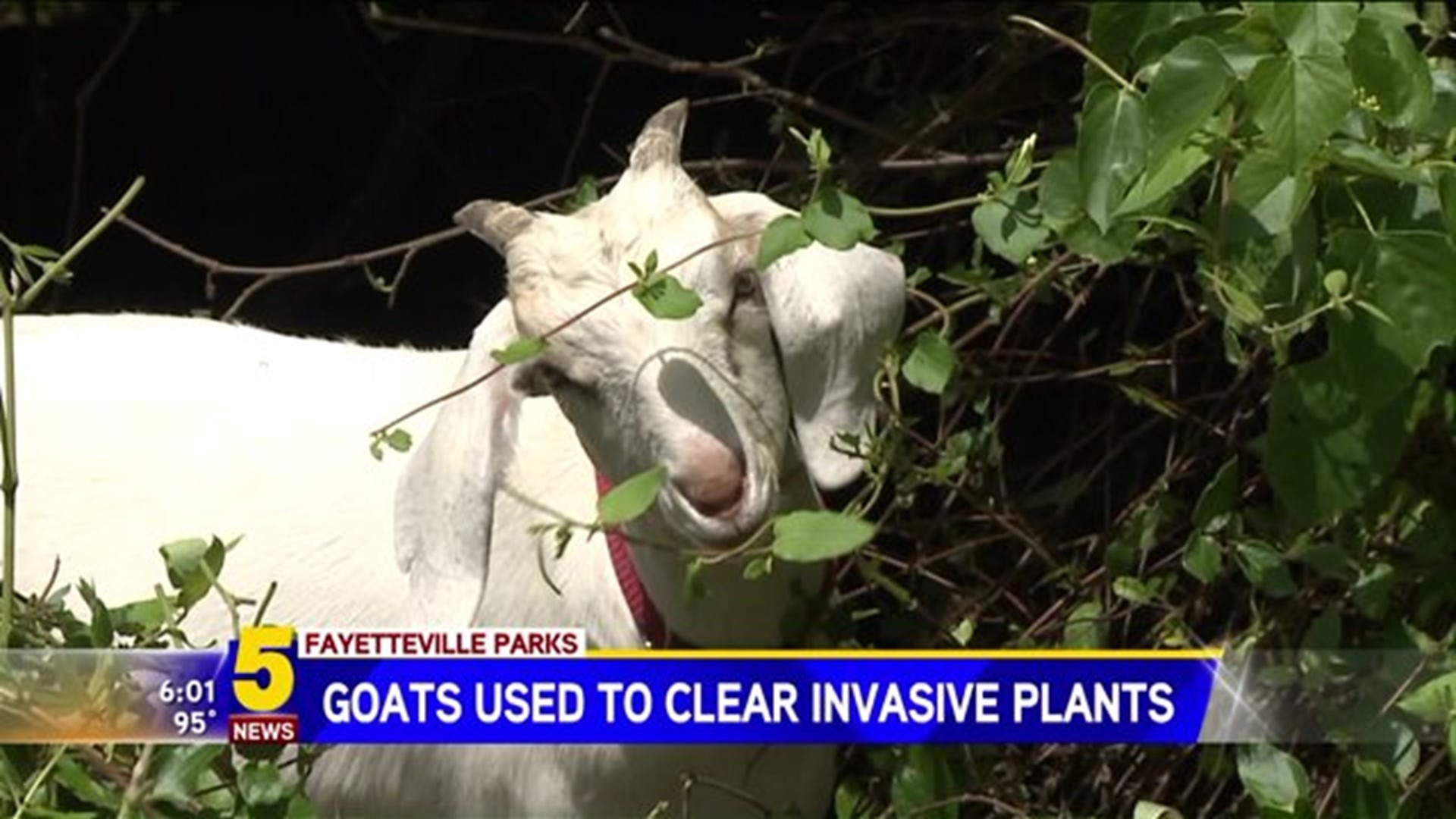 Goats Clearing Park