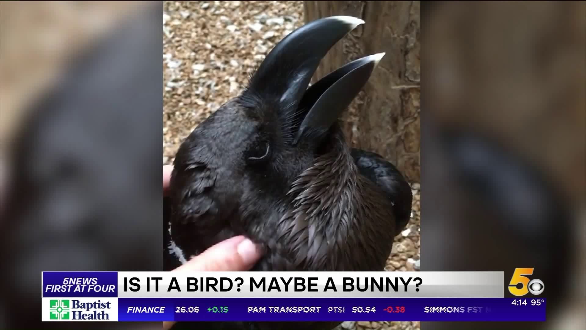 Bird Or Bunny? This Optical Illusion Is Confusing The Internet
