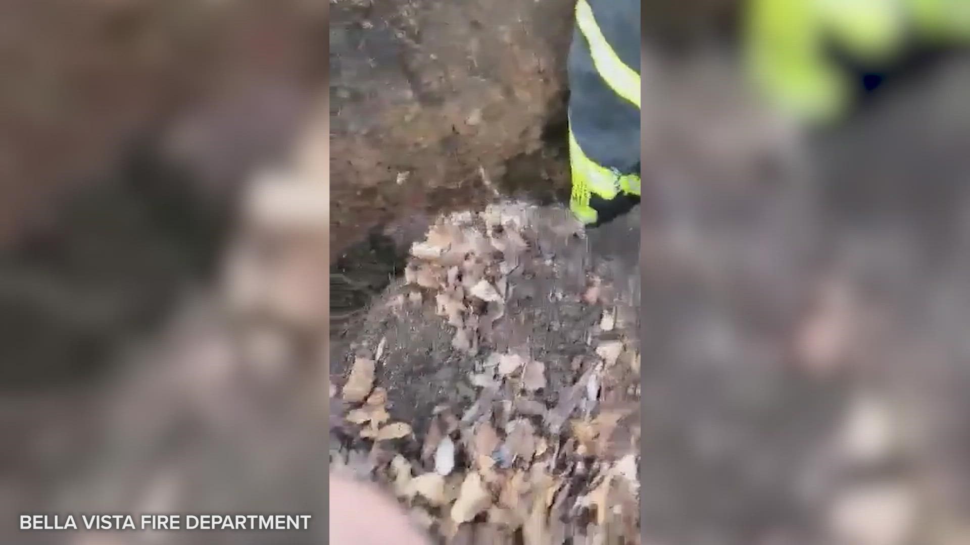 The City of Bella Vista came together Tuesday morning when a dog owner could hear him barking but couldn't make his way out of a drainage culvert.