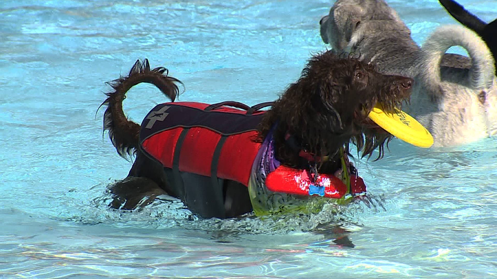 Soggy Doggy fundraiser event held in NWA