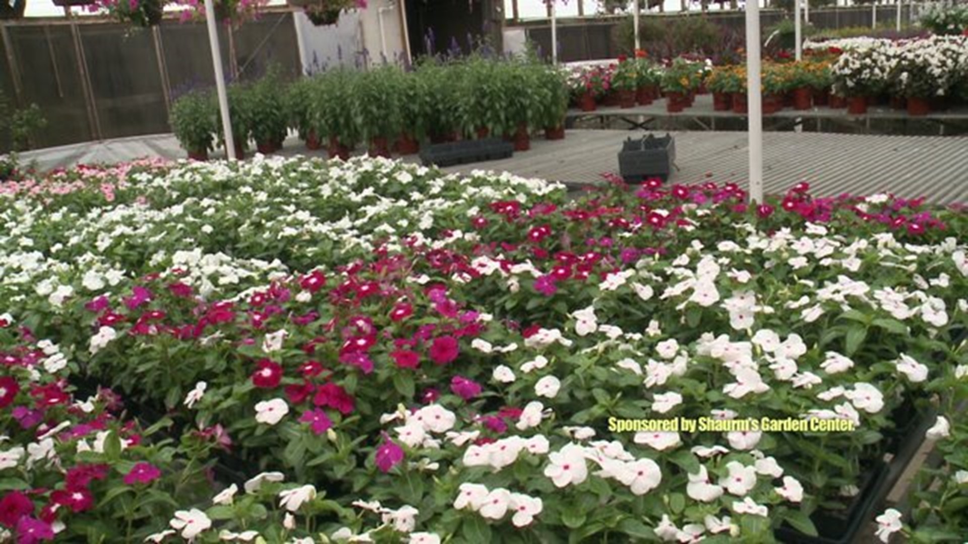 Sharum`s Garden Center: Saving Your Plants From the Rain