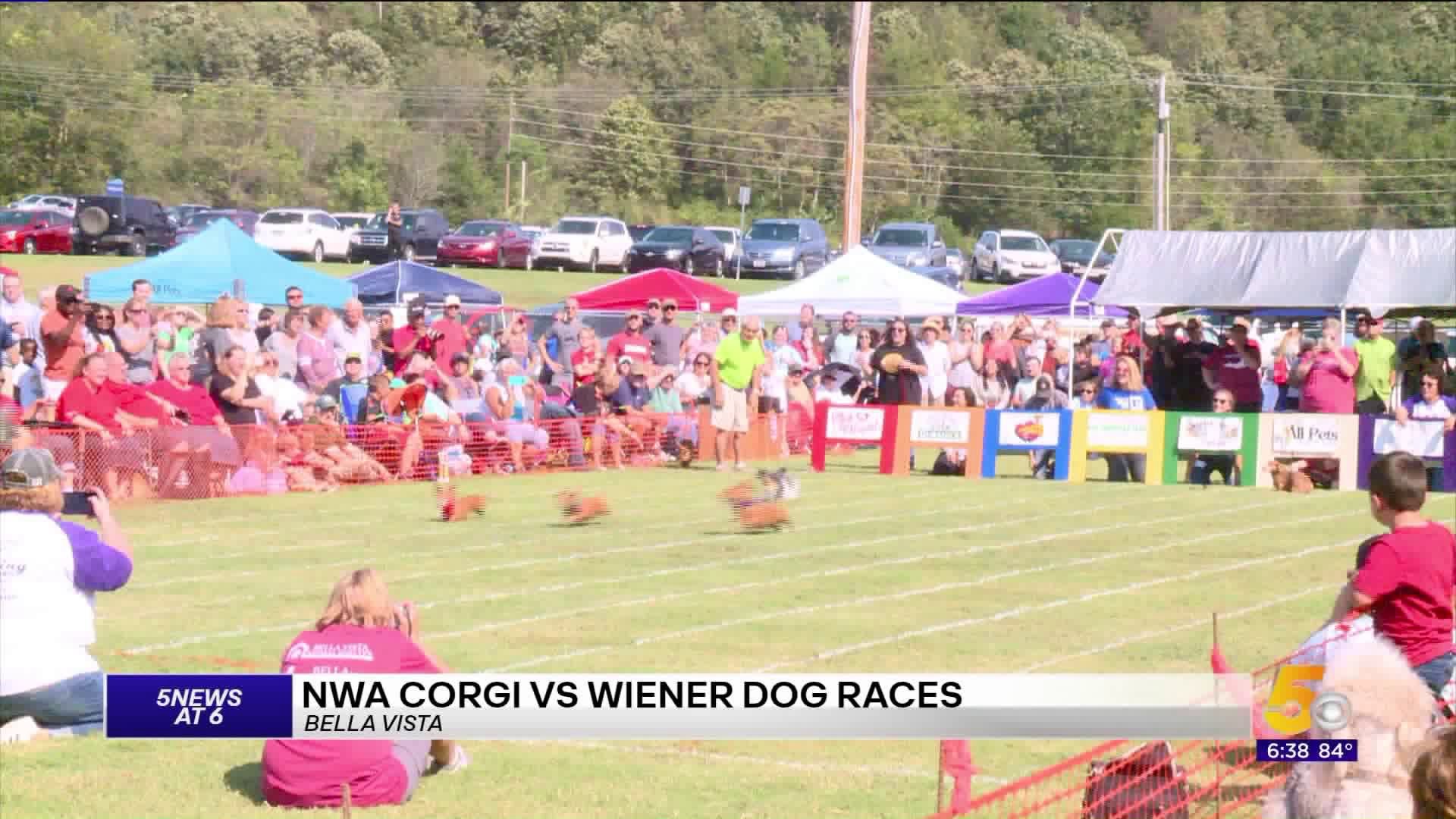 NWA Weiner Dog and Corgi Race