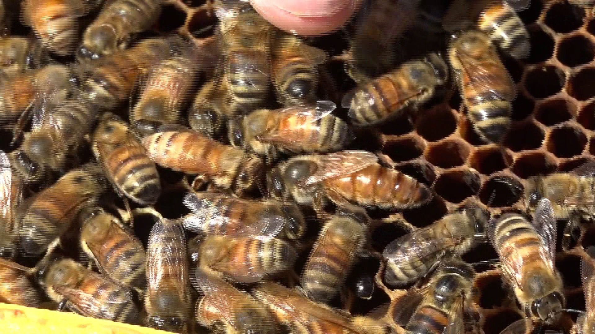 Beekeeping Locally With Prepper Bee Supply