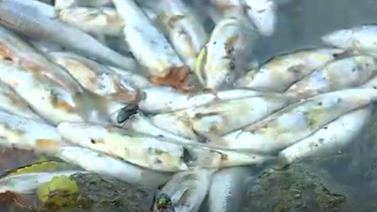Thousands of small, dead fish discovered in Springdale creek have local residents concerned