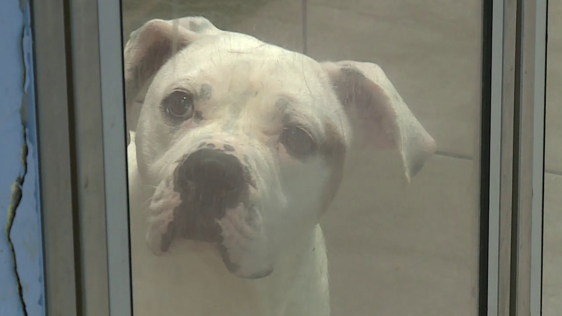 Fayetteville Animal Shelter is running out of room for their dogs, some of who have been sitting inside kennels for months, waiting to be noticed.