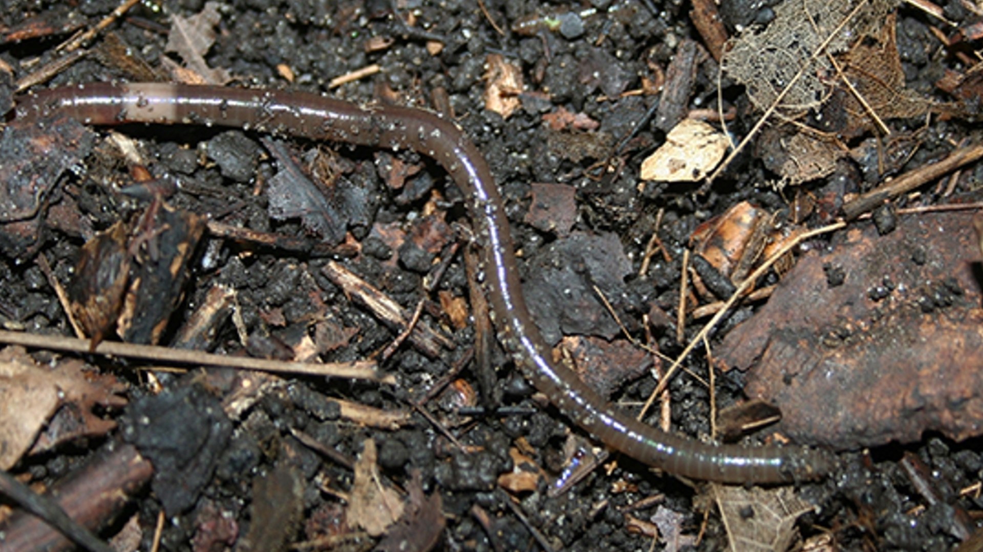 Vic Ford with the University of Arkansas's Division of Agriculture says the tiny creature has been around for years.