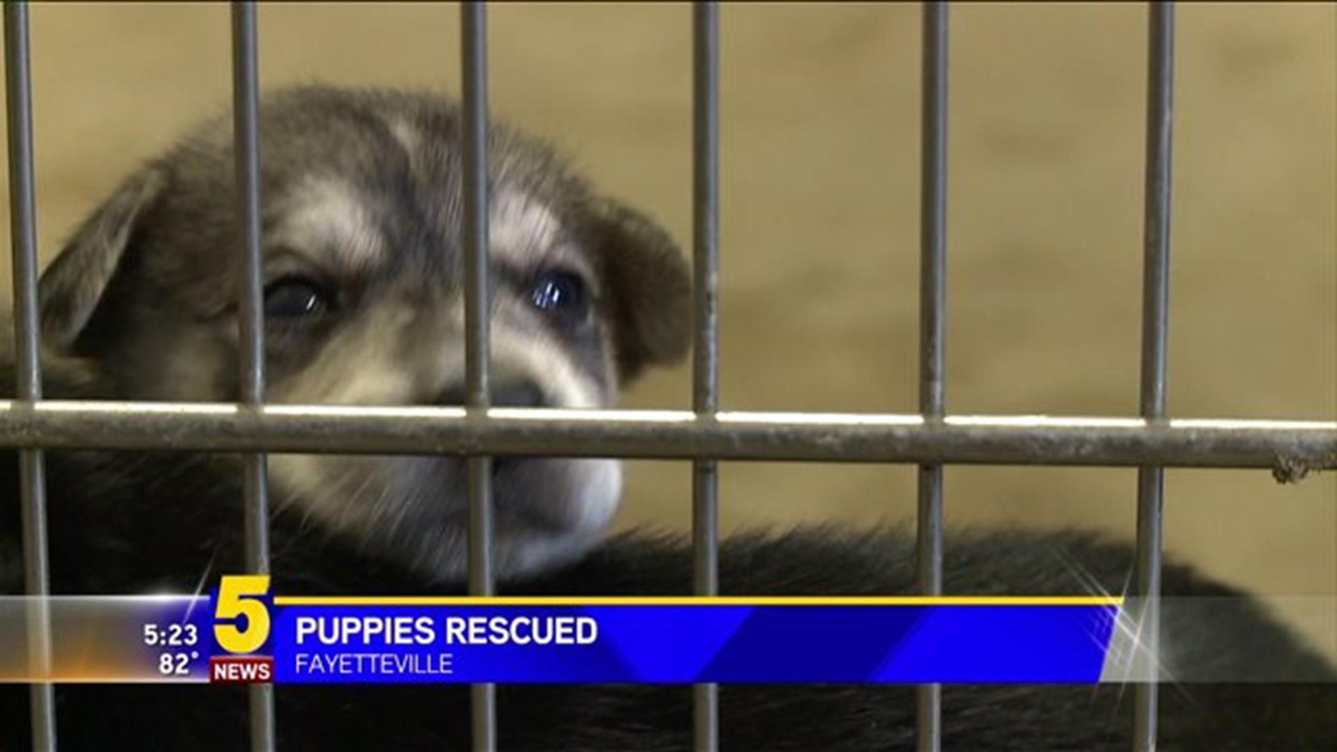 Puppies Saved in Fayetteville