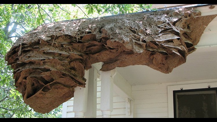Massive Wasp Nests As Big As A Car Are Appearing In Alabama Again 5newsonline Com