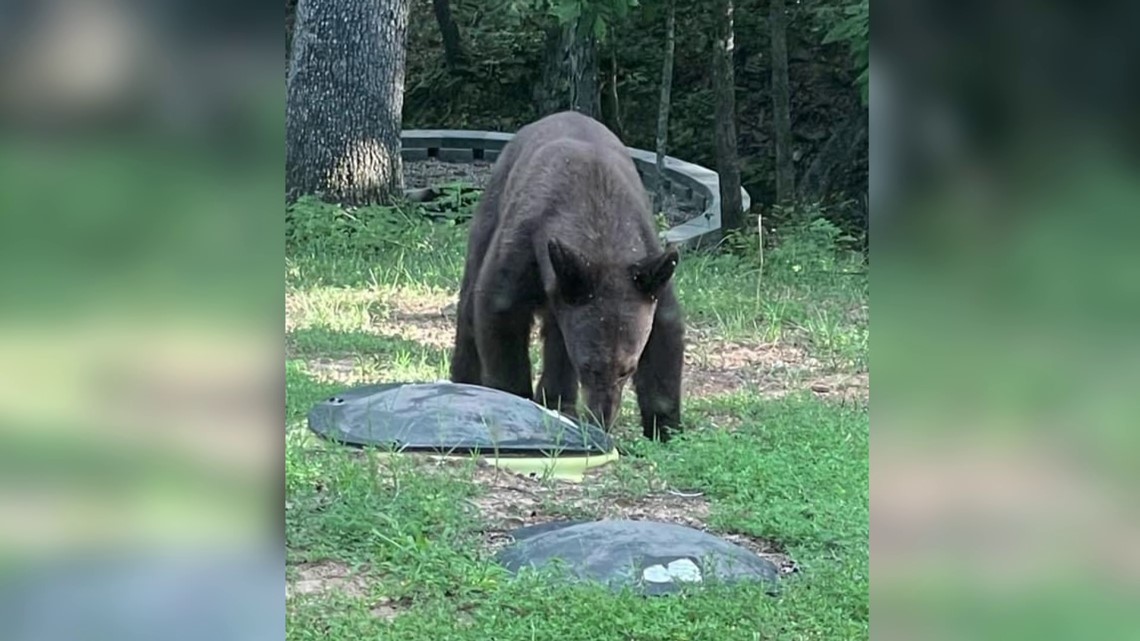 Black bear spotted in Fayetteville backyard | 5newsonline.com