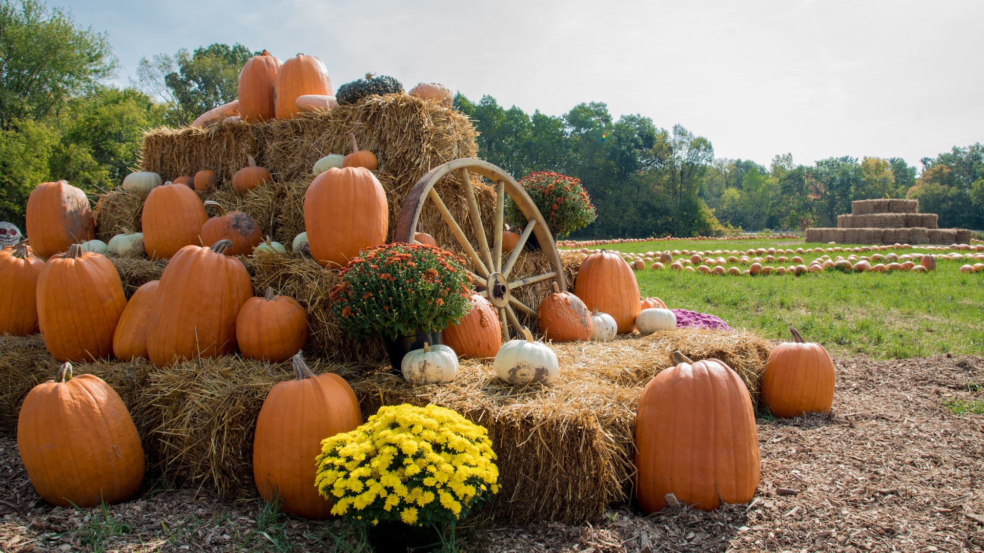 Fall officially begins on Saturday, Sept. 23, and if you're more than ready for all the autumn activities, we have a list of places you can visit to enjoy the season
