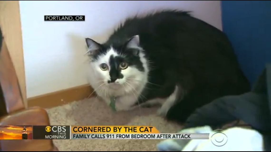 MeOW! 22Pound House Cat Attacks Baby, Traps Family In Room