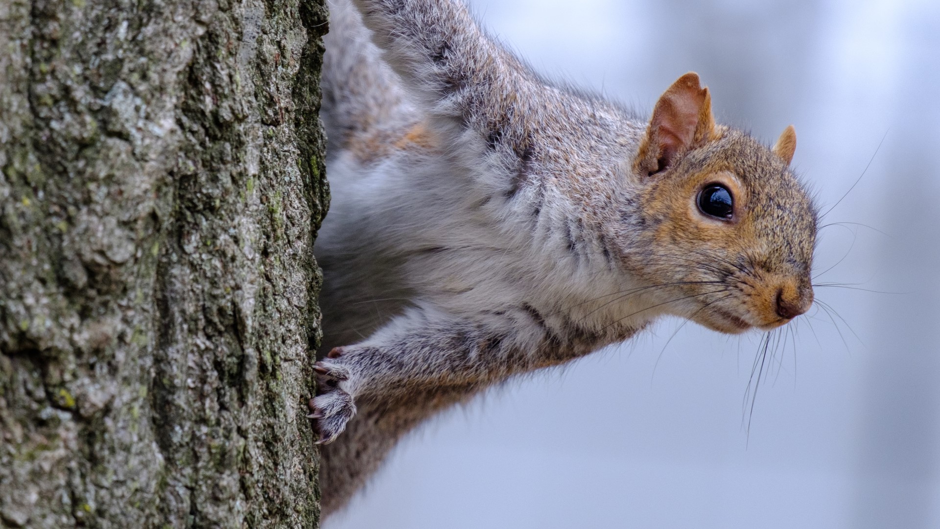 Arkansans are challenged to bag the 3 heaviest  squirrels they can before the end of January 14th.