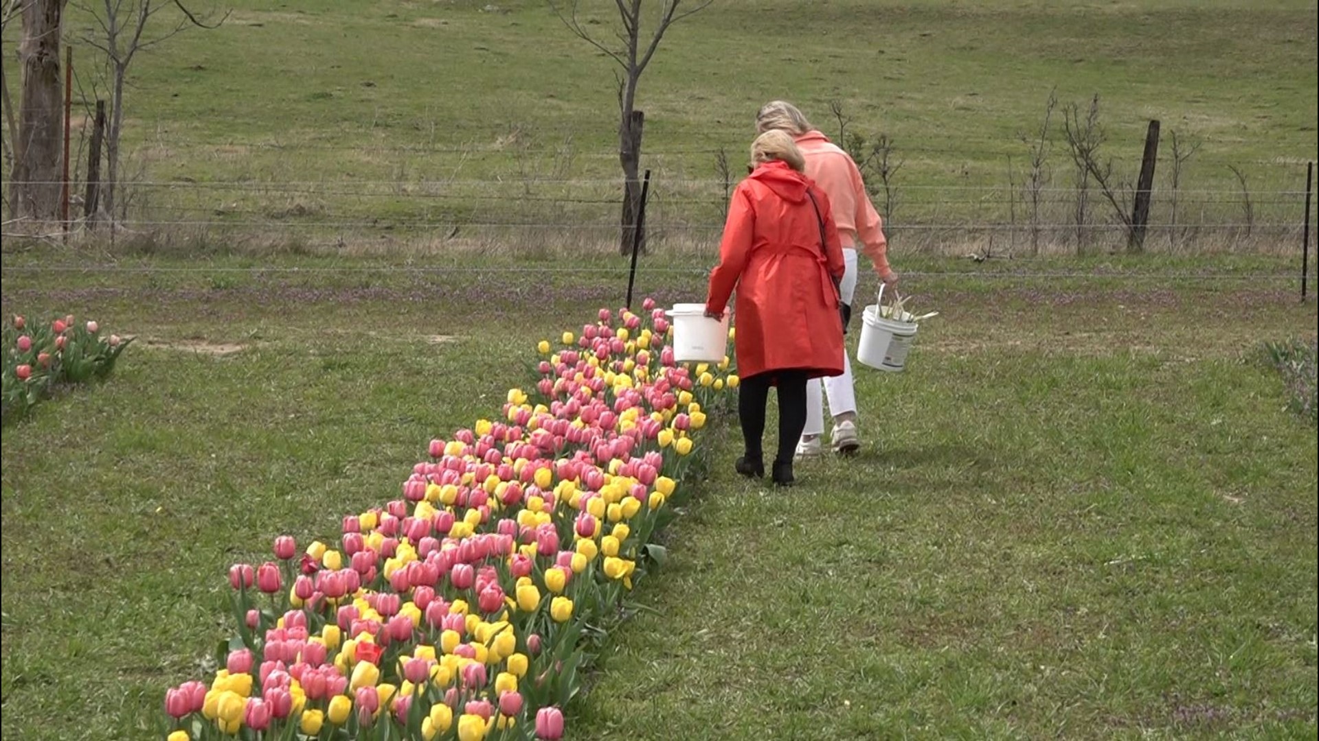 PerspectAbility plants 100,000 tulips at their farm each year. All the proceeds from the farm go toward supporting the neurodiverse community in Northwest Arkansas.