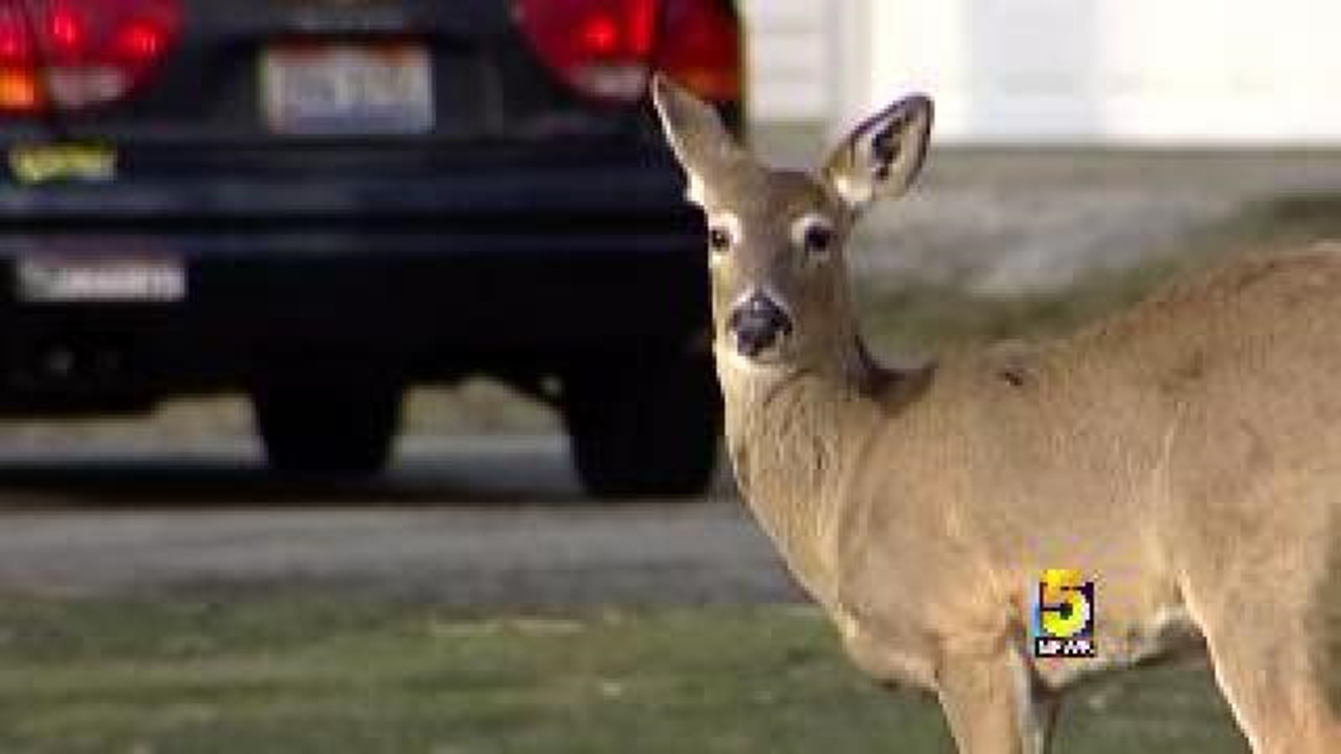 AGFC Bans Imported Deer