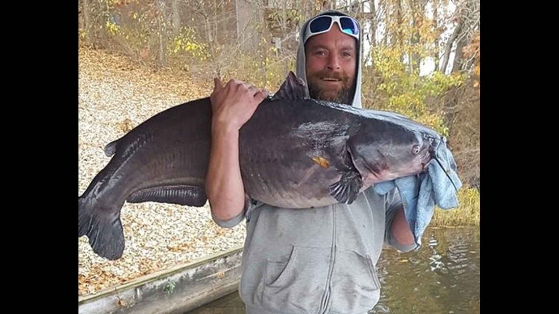 Giant Catfish Caught In Bella Vista