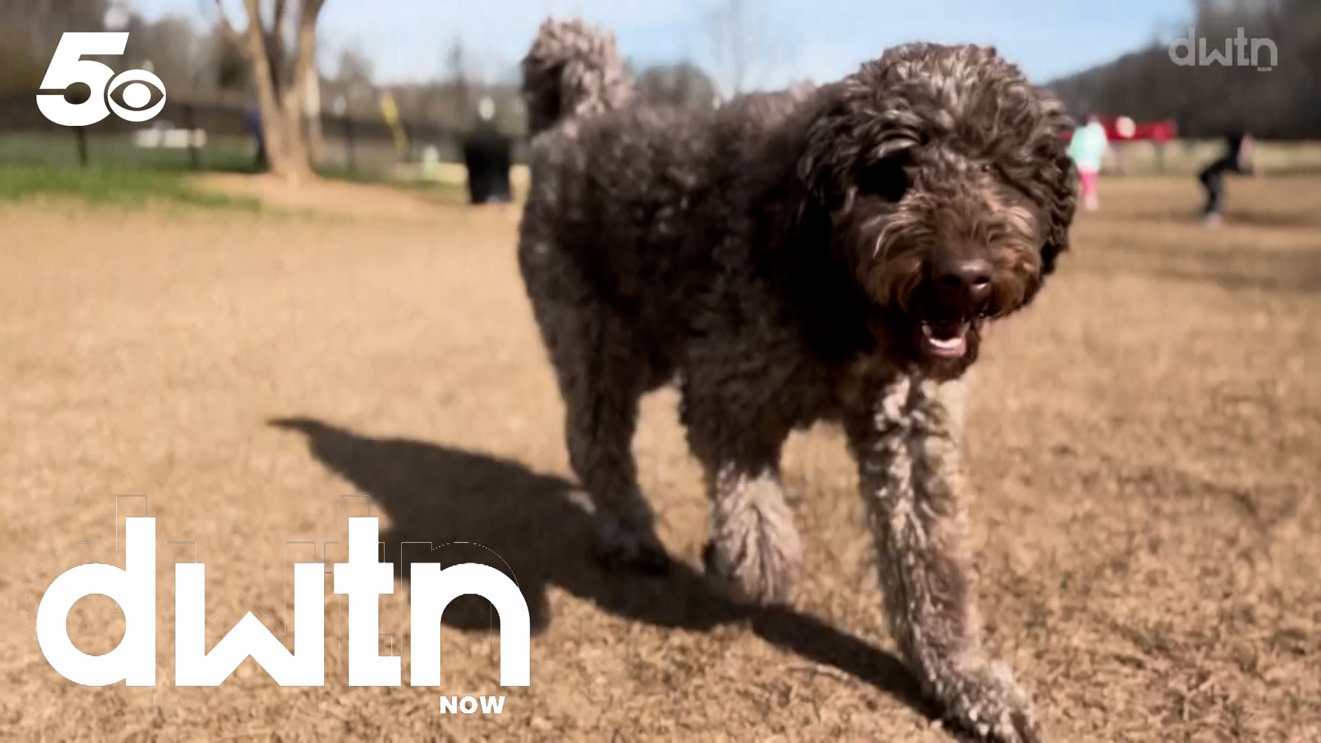 DWTN NOW: Father and son who team up to run the streets of Bentonville, how a dog park got its start, and an interview with Dave and Jenny Marrs