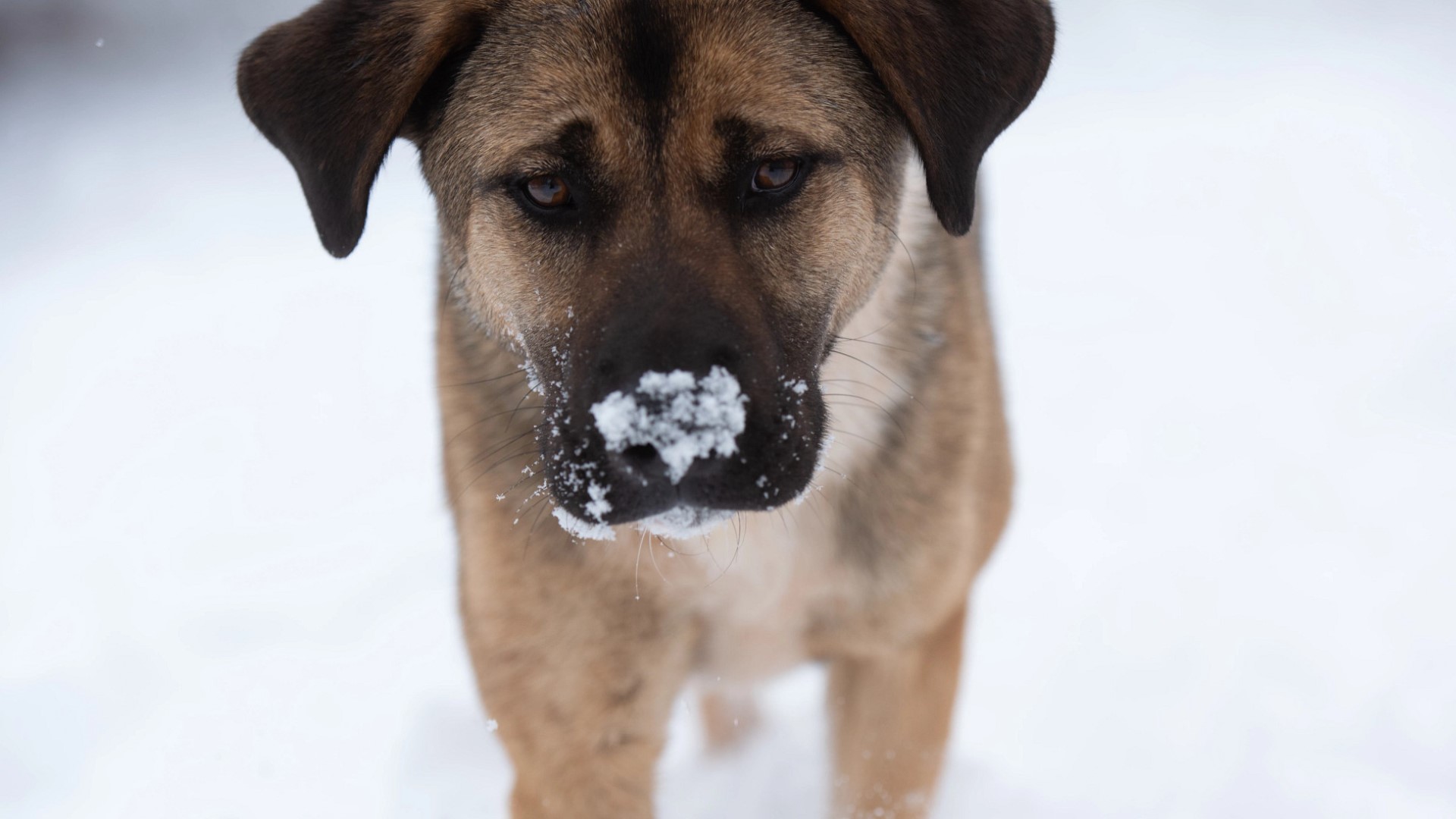Cold weather can be uncomfortable for people, but for animals, especially small ones, the cold can be life-threatening.
