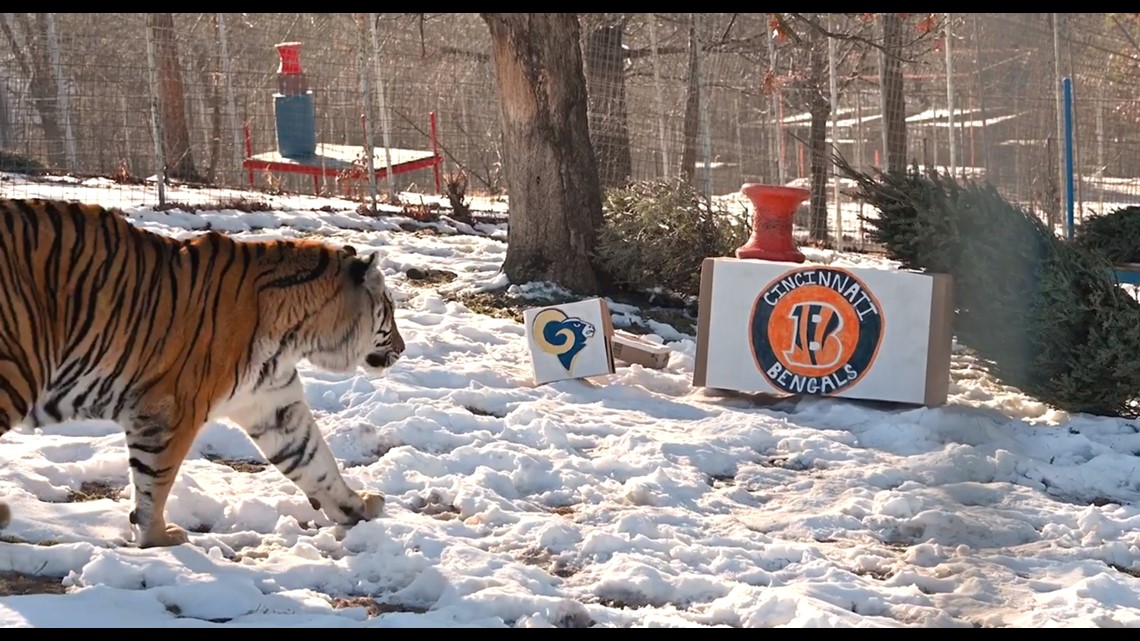 Arkansas 'Big Cats' Select Super Bowl Winner